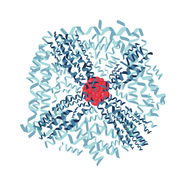 フェリチンとは何かと、その重要性と働きを理解しましょう！　 鉄が足らなくなると貧血になるのはよく知られています。  知られていないのは、鉄を貯蔵する『フェリチン』と呼ばれる予備鉄の存在と、鉄の役目です。  フェリチンとは何かと、鉄の働きを理解すると、不調の原因や回復の道筋が見えてきます。
